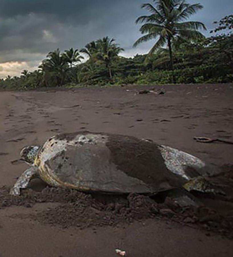 Casa Chilamates Tortuguero Dış mekan fotoğraf