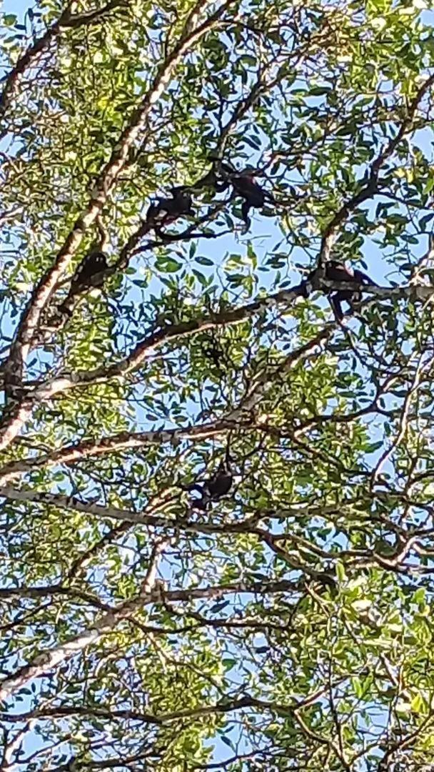Casa Chilamates Tortuguero Dış mekan fotoğraf