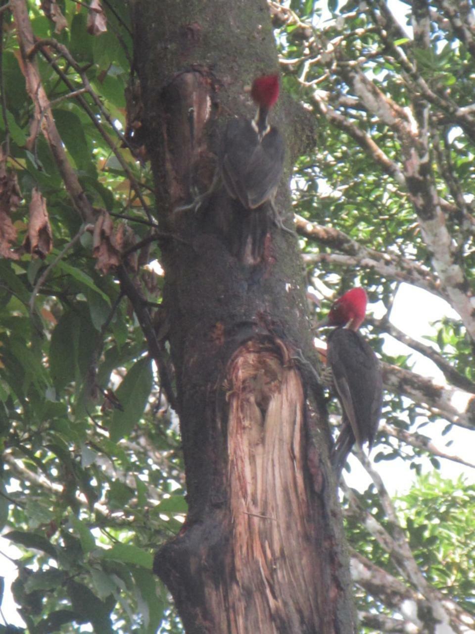 Casa Chilamates Tortuguero Dış mekan fotoğraf