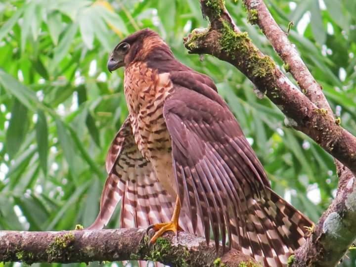Casa Chilamates Tortuguero Dış mekan fotoğraf