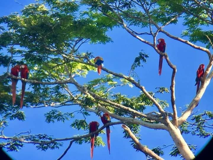 Casa Chilamates Tortuguero Dış mekan fotoğraf